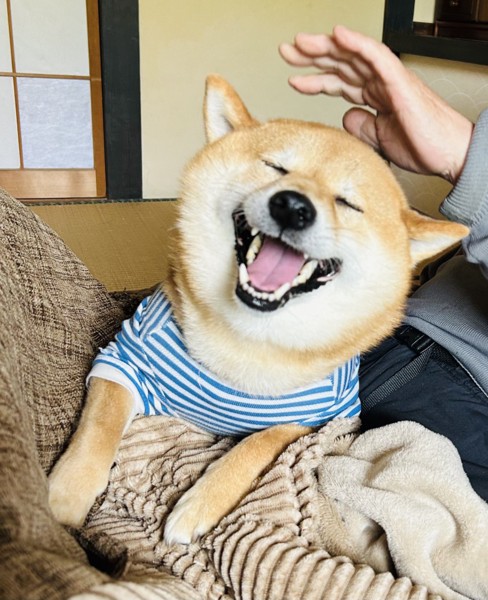 まめ助画像