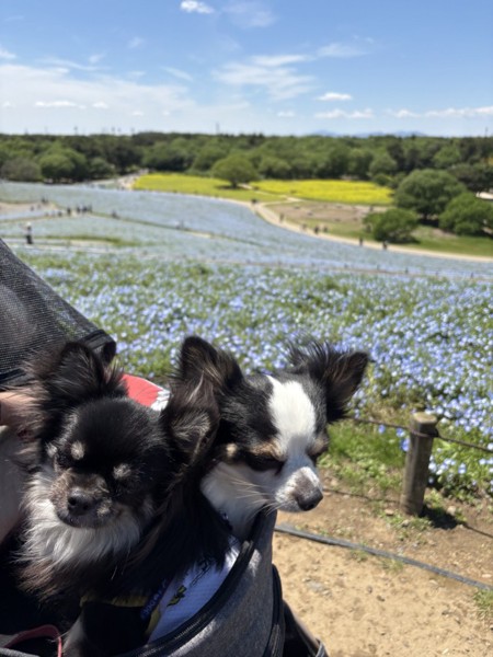 マヨ&ピノ画像