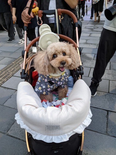 コロン🐕画像