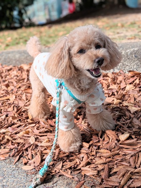 コロン🐕画像