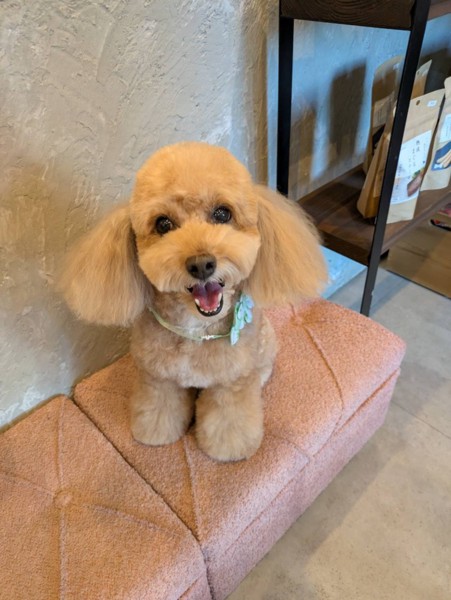 コロン🐕画像