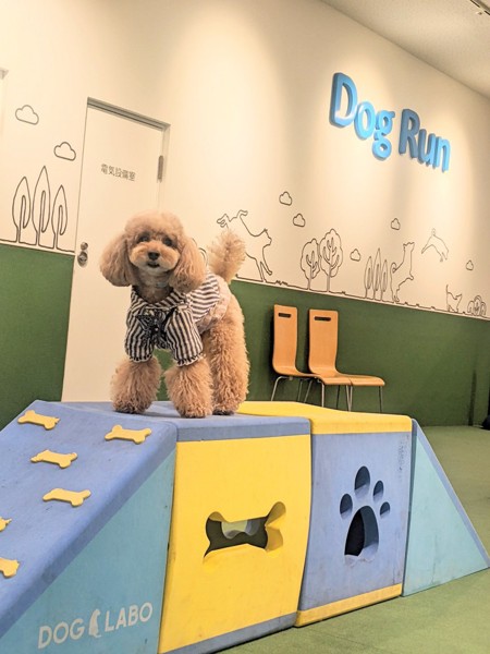 コロン🐕画像