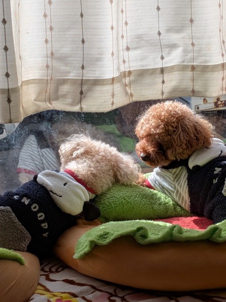 ココとレオ画像