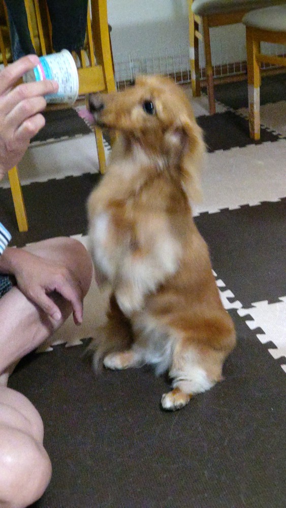 ナナ画像