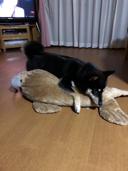 ニコ画像