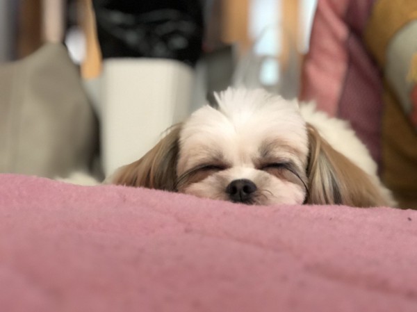 ふうた画像