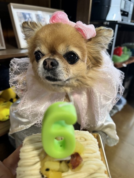 ぽぽ画像