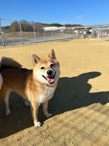 りん画像