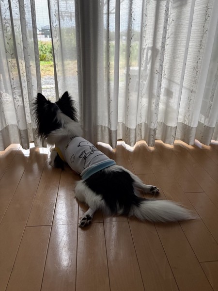 ピノ画像