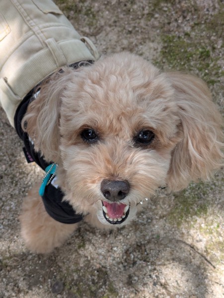 コロン🐕画像
