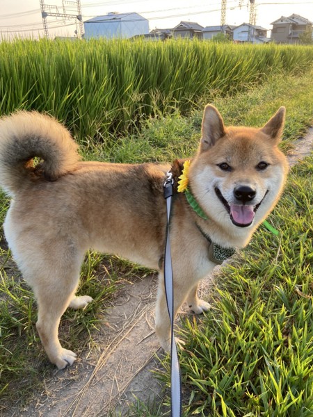 くま画像