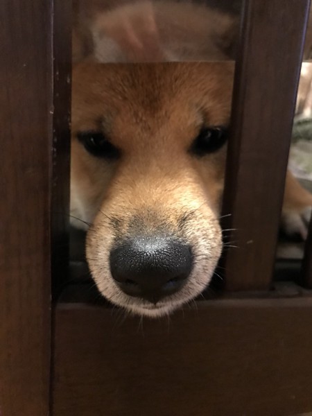 くま🐶画像