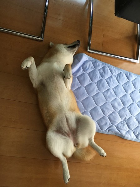 ゆりこ画像