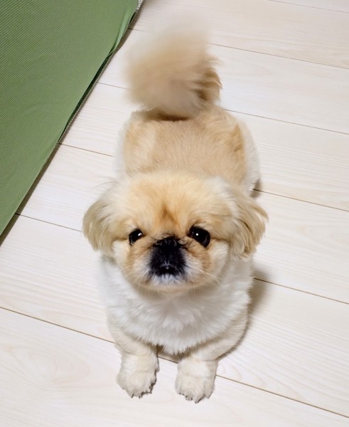 ネネ画像