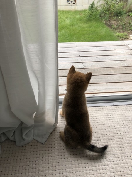 きき画像
