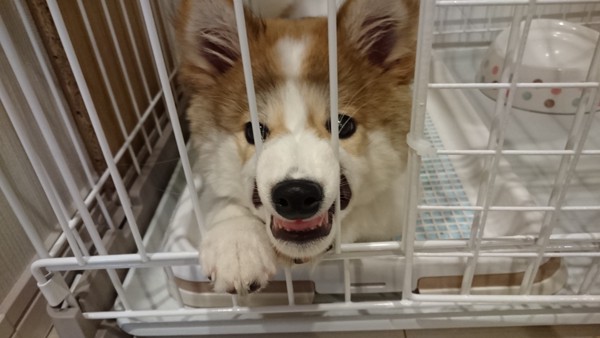 ミルクちゃん画像
