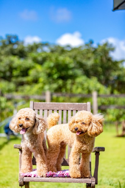 コロン🐶画像