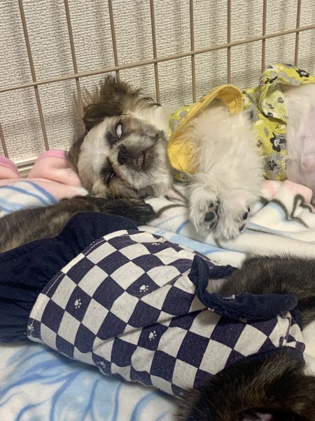 殿子画像