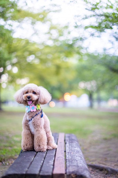 コロン🐕画像