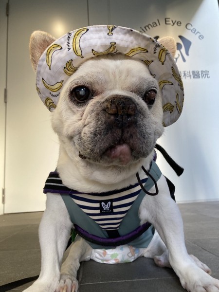 おいも画像