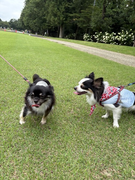 マヨ&ピノ画像