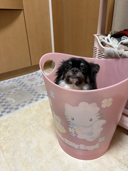 マヨ&ピノ画像