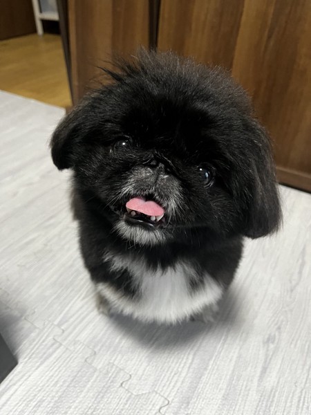 まめ画像