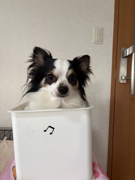 マヨ&ピノ画像