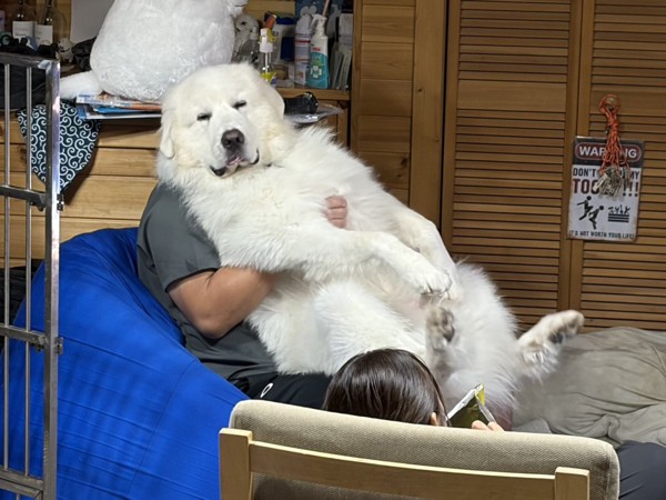 ゴールドシップ画像