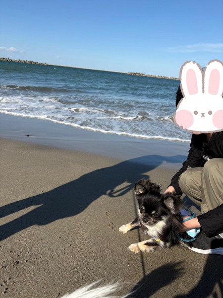マヨ&ピノ画像