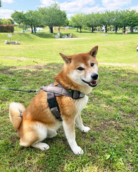 ししまる画像