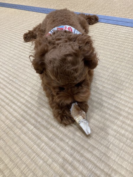ポポちゃん画像