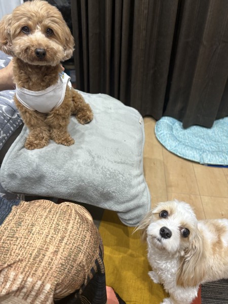 キャバマルロイ君とトイプードルポポ画像