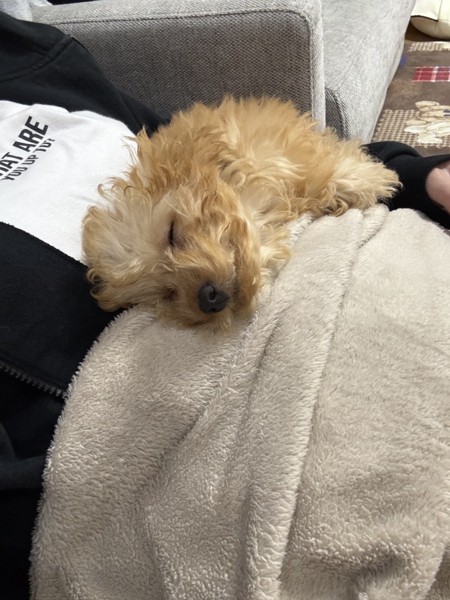 マリーちゃん画像