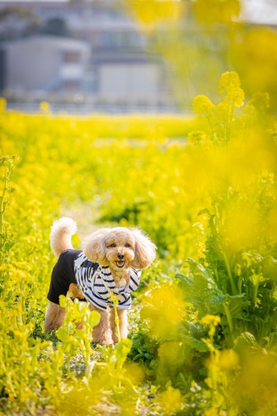 コロン🐶画像