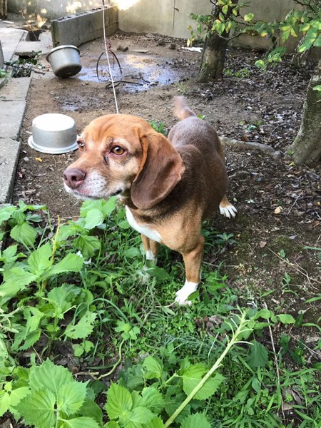 存在を消されていた犬