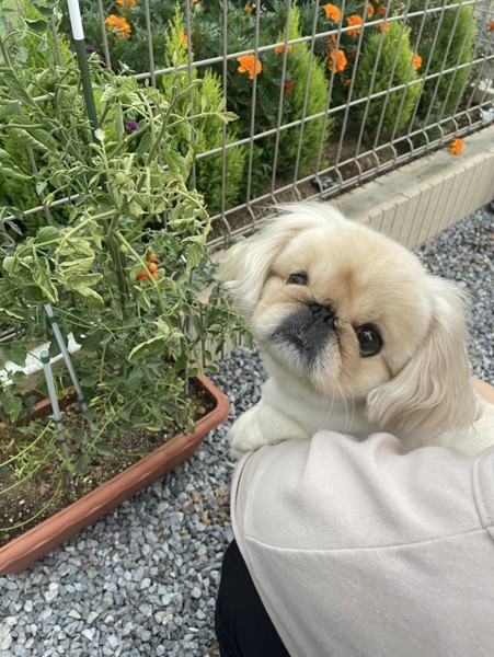 ネネ画像