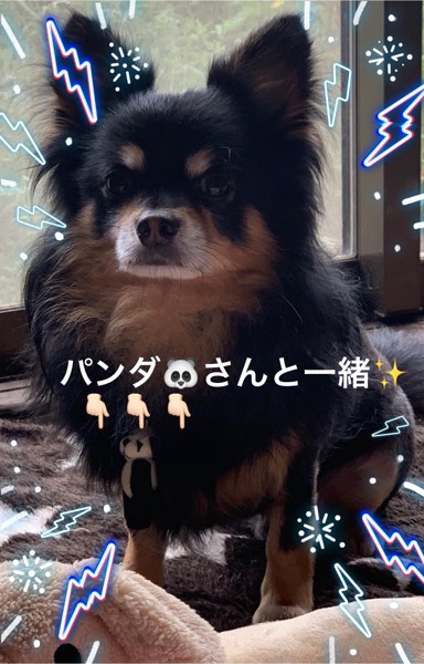 ララ🐶画像