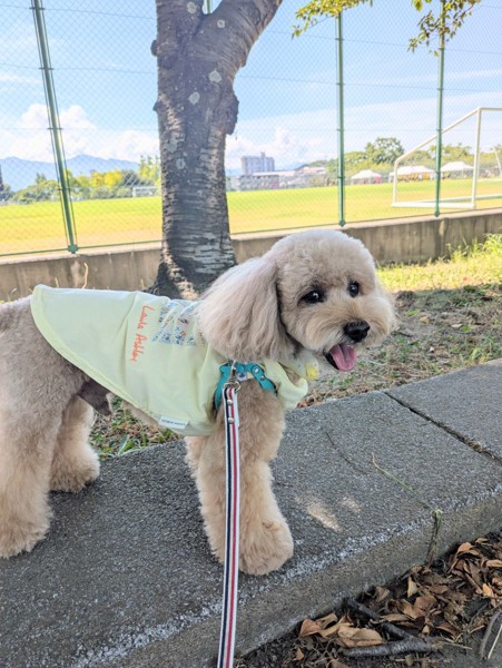 コロン🐕画像