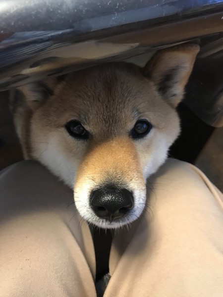 くま画像