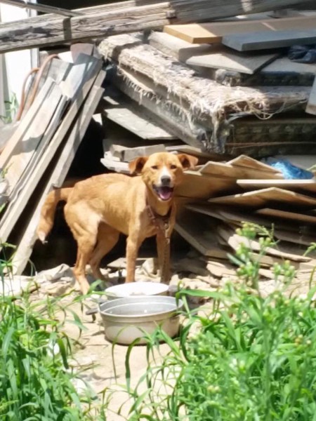 廃材の中の犬