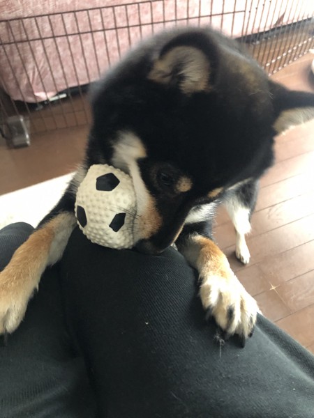 のん画像