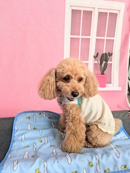 コロン🐕画像