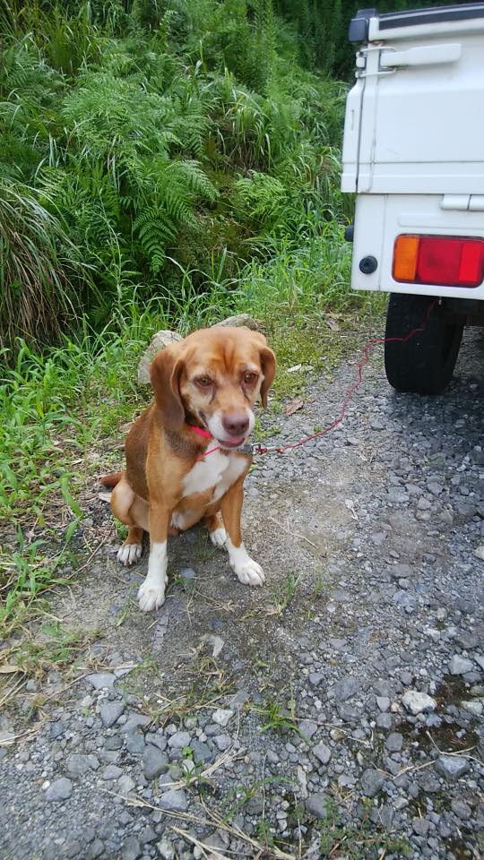 迷い犬として保護された犬