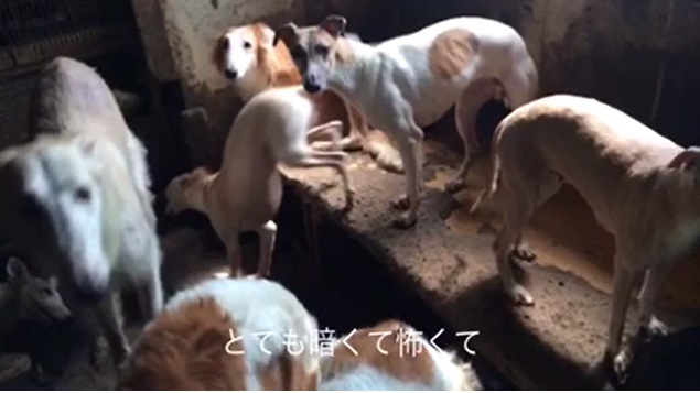 日本の多頭飼育現場