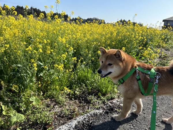 豆助画像