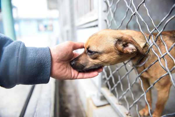 手に顔をのせる子犬