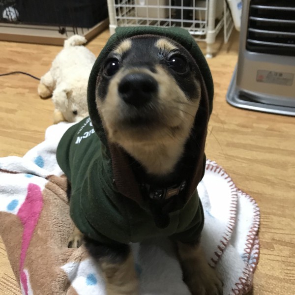 ナビスケ画像