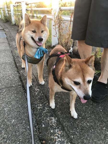 くま画像