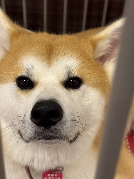 ひなちゃん画像